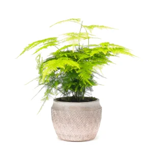 Keep it Green