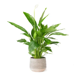 Adine Vase
